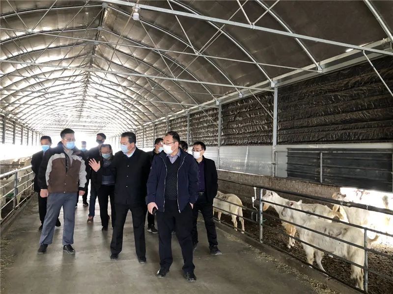 （调研组实地查看7790必发集团官网进口种公羊）