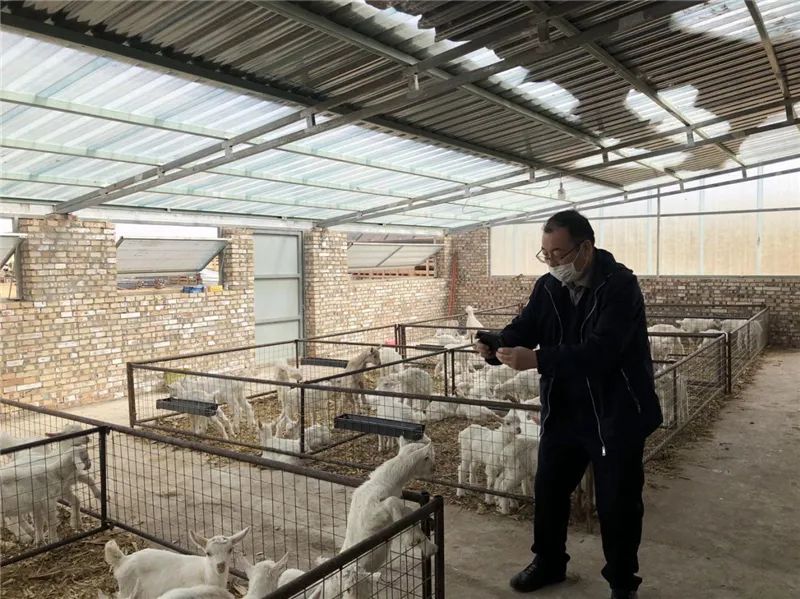 （杨黎旭查看园区内新生幼羊羔）